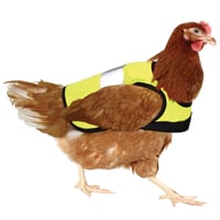 Sicherheitsjacke für Hühner - reflektierende Jacke