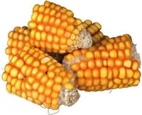 Snack natural trozos de mazorca de maíz para conejos