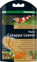 Catappa Leaves – reife, getrocknete Blätter des tropischen Seemandelbaumes