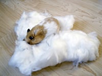 Baumwolle für Hamster, weiß oder farbig