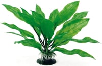 Pflanze Echinodorus verschieden Größen
