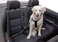 Arnês de segurança carro preto para cão