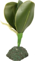 Planta para tarrário tropica REPTIL'US - 6 pouces
