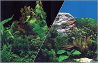 Poster fond décor pour aquarium recto plantes sur fond noir et verso plantes sur fond bleu