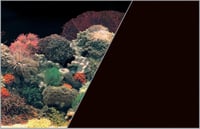 Poster decoração de fundo para aquário Frente coral e preto atràs