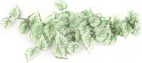 Planta verde / branca para terrário