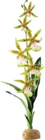 Orchidée pour terrarium Exo-Terra