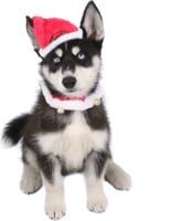 Set completo para disfrazar un perro o un gato para Navidad Zolia Festive