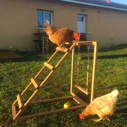 Aire de jeu pour poules Zolia Etta