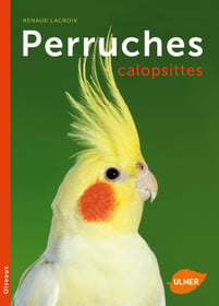 Perruches calopsittes