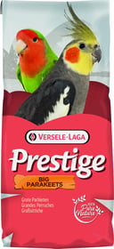 Prestige Grandes Perruche - Inséparables