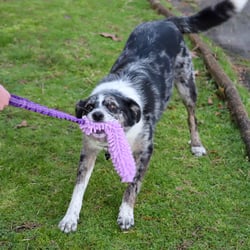 Jouet à tirer pour chien violet Zolia