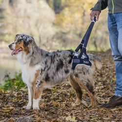 BALTO Up - Support de hanche arrière pour chien