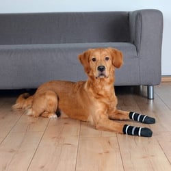 Chaussettes pour chiens noires par 2pces