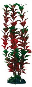 PFLANZE LUDWIGIA