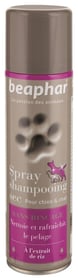 Spray shampoing sec