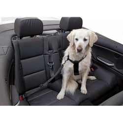 Sangle de sécurité voiture noir pour chien