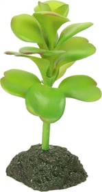 Plante pour terrarium Exotica REPTIL'US