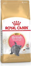 Royal Canin Breed British Shorthair Kitten