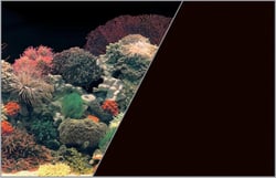 Poster fond décor pour aquarium recto corail et verso noir