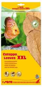 Sera Catappa Leaves Feuilles de badamier