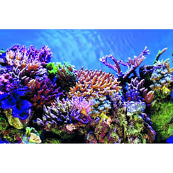 SuperFish Deco Poster A - 6 tailles Poster de fond pour aquarium