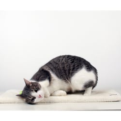 Tapis de fenêtre pour chat Zolia CosyDreams Blanc