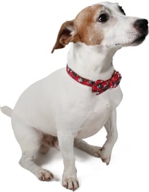 Collier pour chien et chat Noël Zolia Festive avec nœud papillon