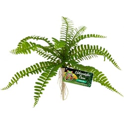 Plante artificielle pour terrarium, paludarium - Sword fern