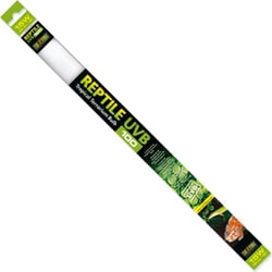 Exo Terra Néon T8 UVB 100 Climat Tropical (Ancien Repti Glo 5.0)