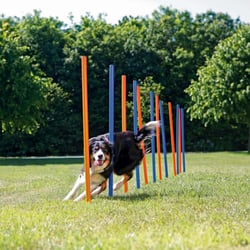 Slalom Agility 12 orange und blaue Stangen