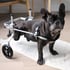 Carrinho para cão com deficiência e cadeira de rodas