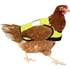 Colete de proteção e de sinalização para galinhas