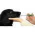 Farmácia canina de primeiros socorros e acessórios veterinários