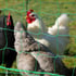 Corrales y redes para gallinas