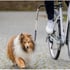 Trela de bicicleta para cão