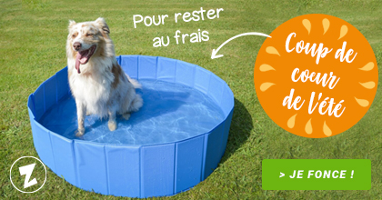 Gamelle Pour Chien