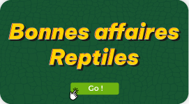 REPTILES 2024 