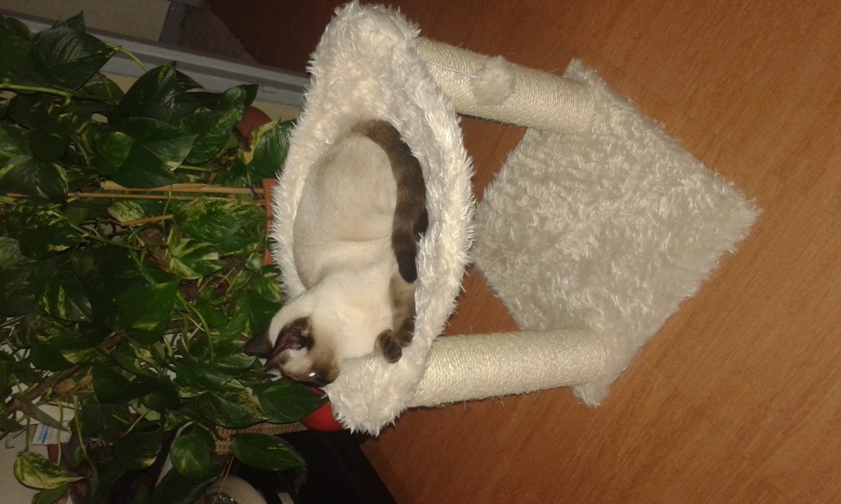 Reviews About Baza Cat Scratching Post And Hammock