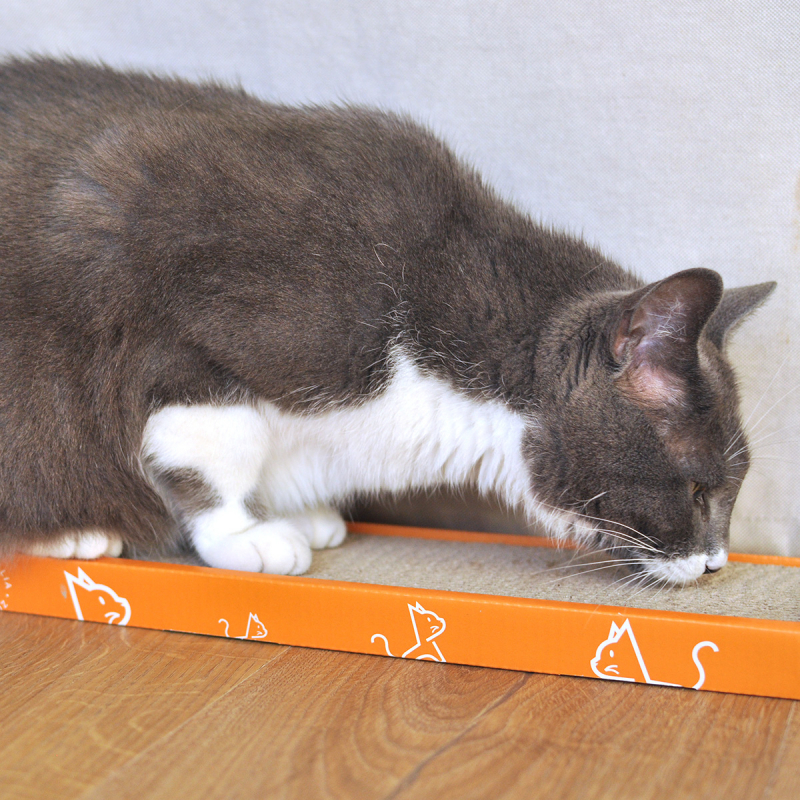 Rascador de cartón para gatos Zoomalia + Hierba gatera incluida