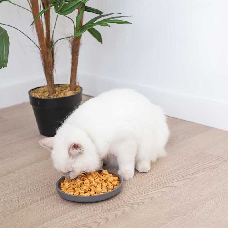 Un gato come en el comedero de cerámica gris Zolia Luna