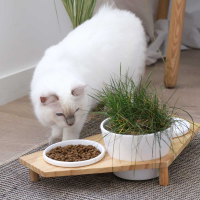 Gamelle surélevée triple bol pour herbe à chat - support bois massif - Zolia Housy