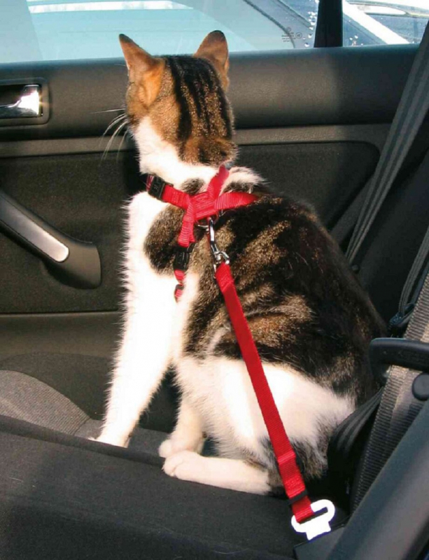 Cinturón de seguridad para gatos con arnés
