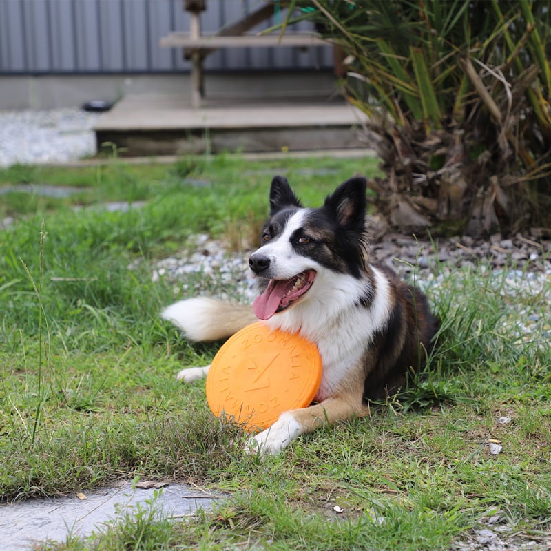 Frisbee per cane Zoomalia