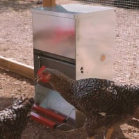 Mangeoire automatique pour volaille 