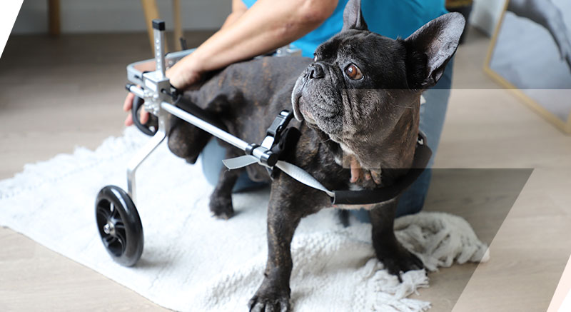 Silla de ruedas para perros discapacitados zolia
