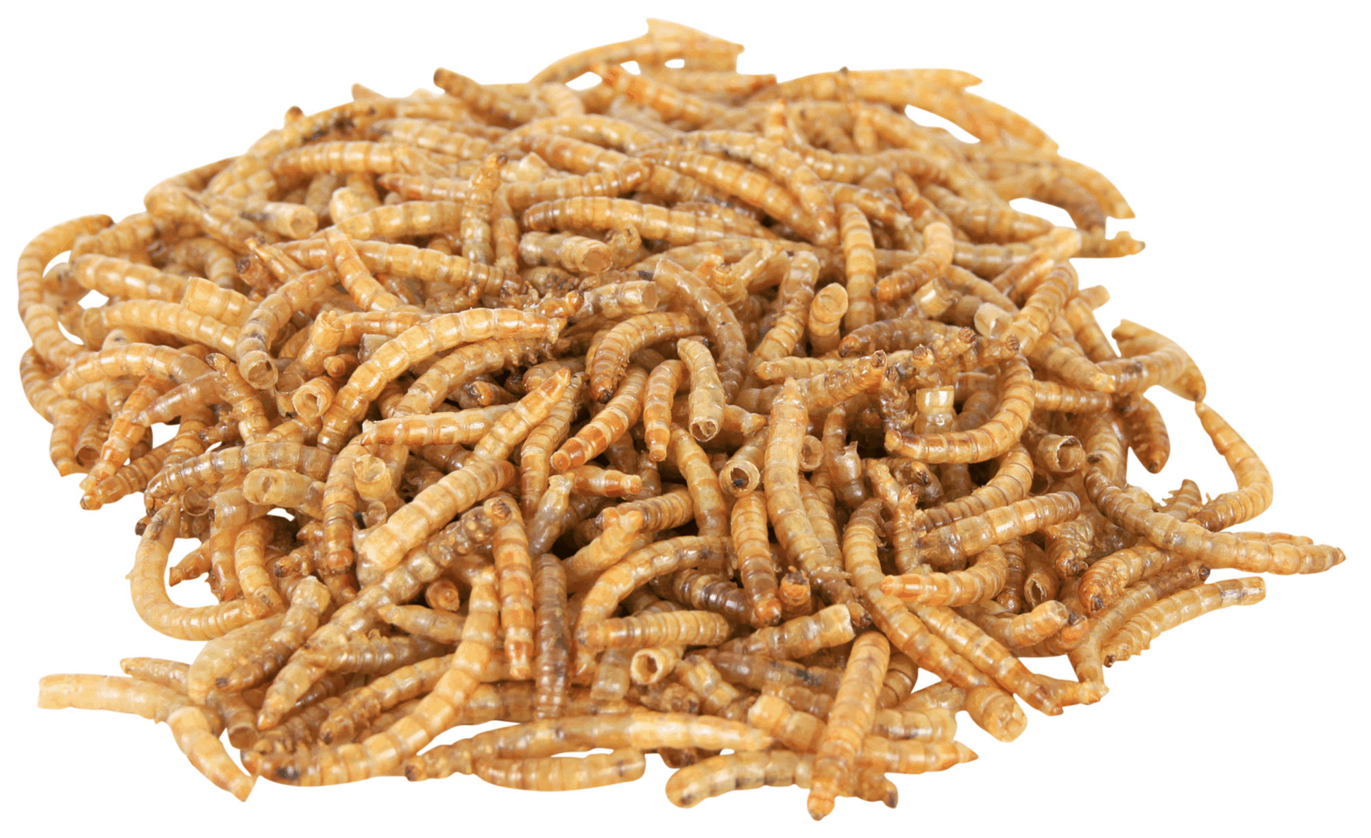 Gedroogde meelwormen voor reptielen REPTILAND