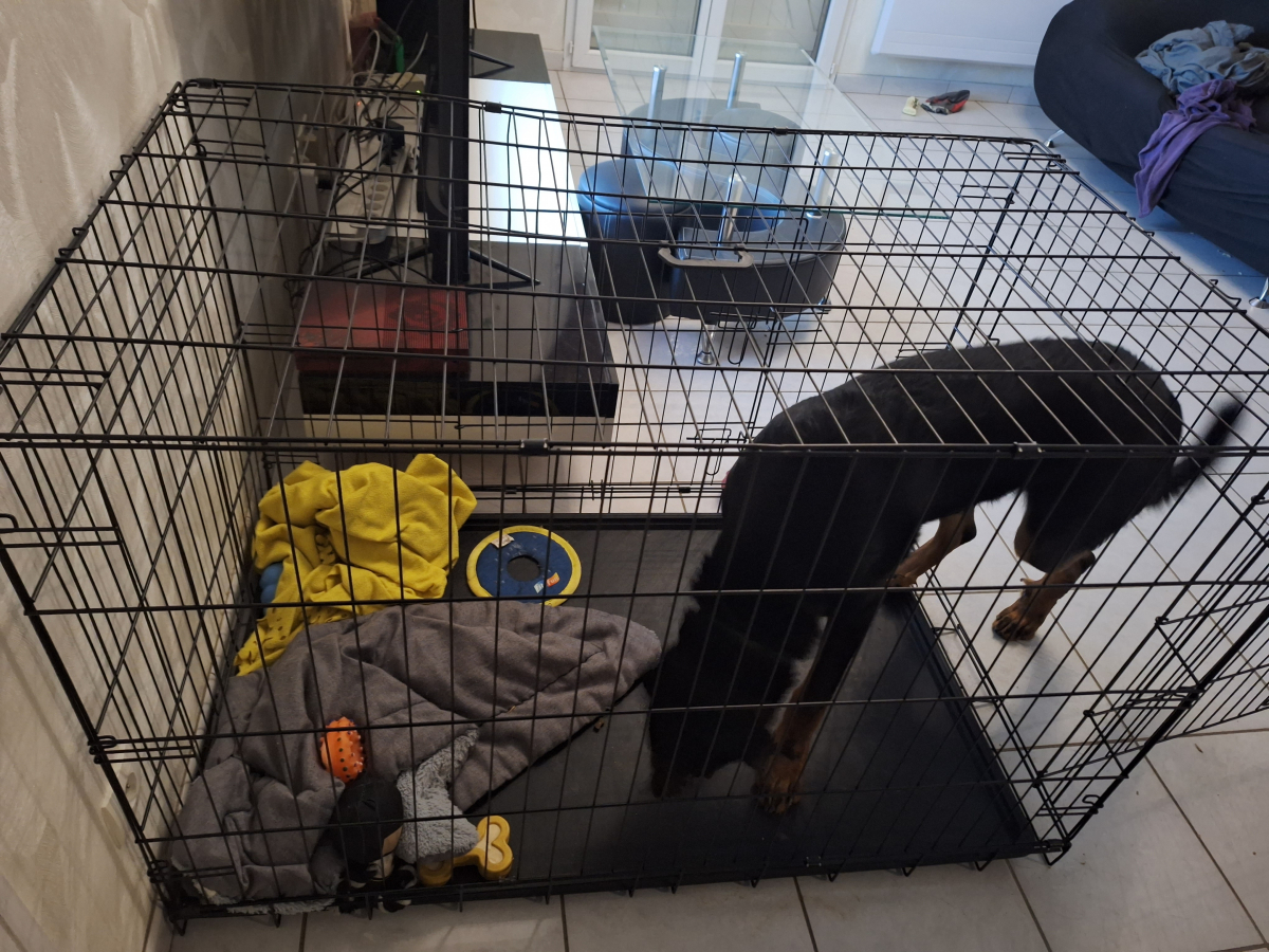 Cage de transport pliable, double porte avec fond en métal pour chien Zolia  Xena
