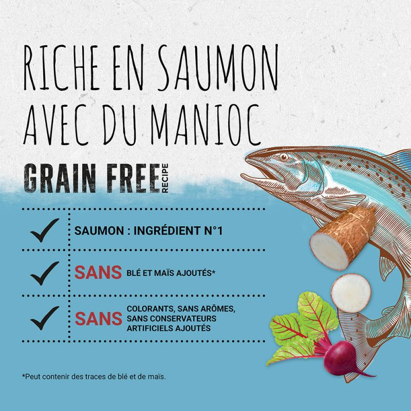 Beyond Grain Free au Saumon avec du manioc pour chat
