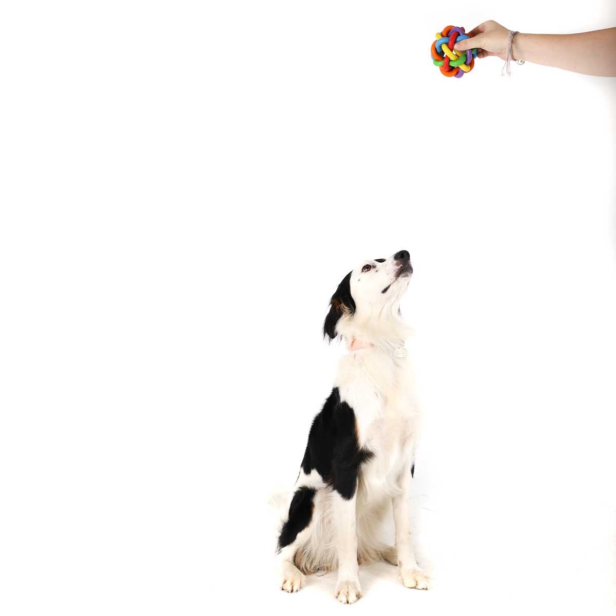 Bunter Hundeball aus Gummi - 9,5 cm